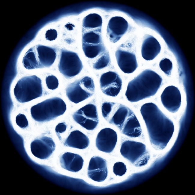Slide SlimeOrganism